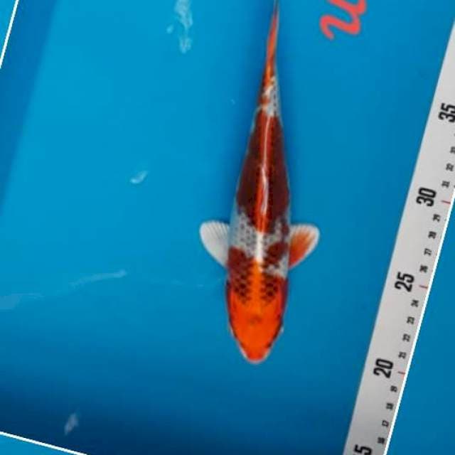 5 ~ KUJAKU 20cm