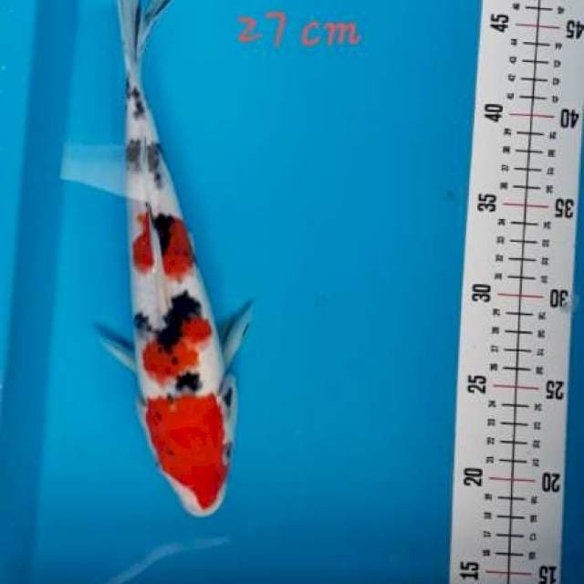 6 ~ SANKE 27cm