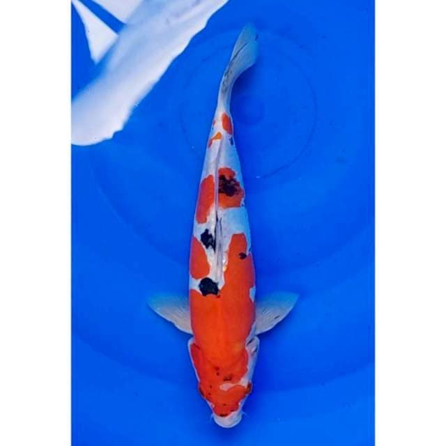Doitsu Sanke Original 32cm (M)