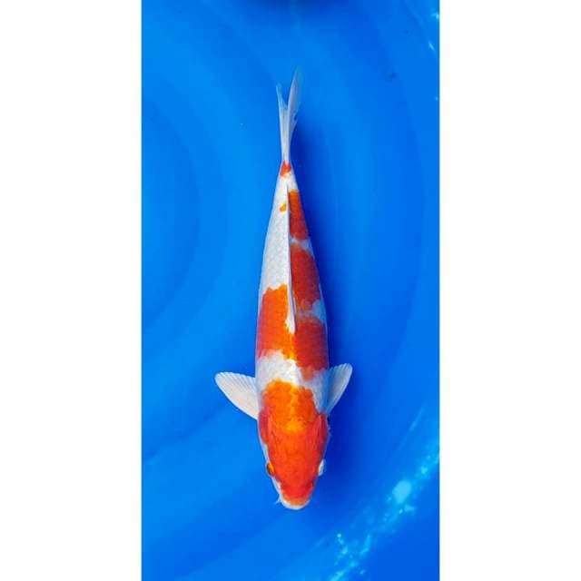 Original Kohaku Hikari (Sakura Ogon) 33cm (M)