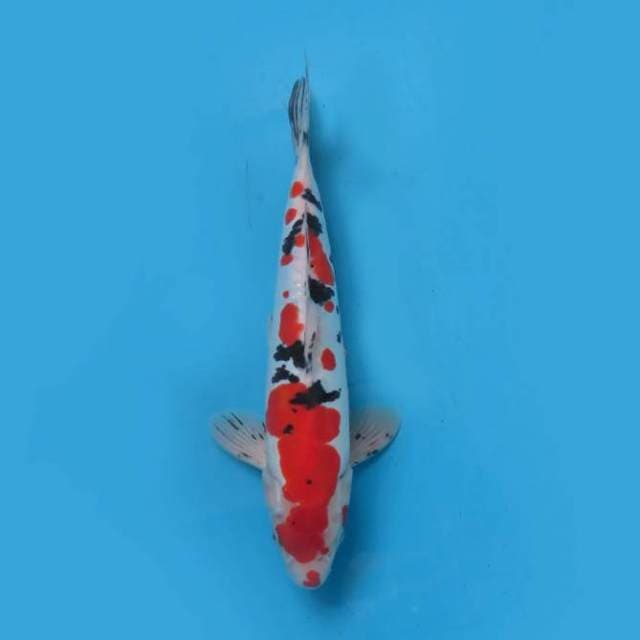 Sanke29cm