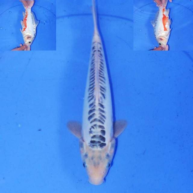 30cm SHUSHUI