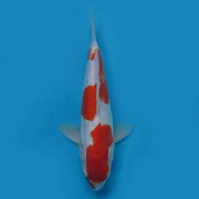Kohaku 23cm