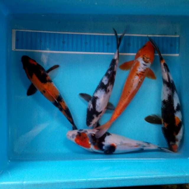 Mix koi joss