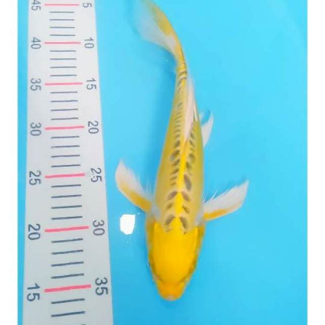 Ogon doit kumpay 30 cm