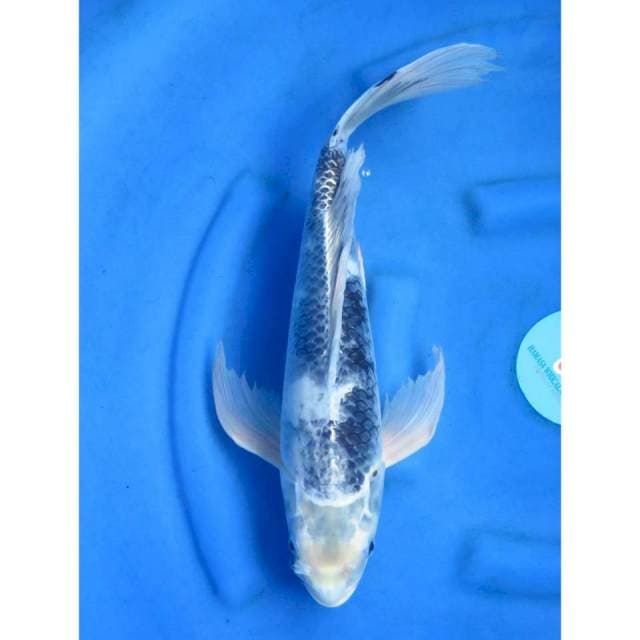 Jumbo Kumpay - 48cm