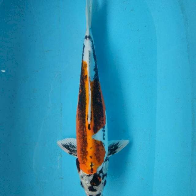 SESI PERMADI - KIN KIKO 42CM JANTAN