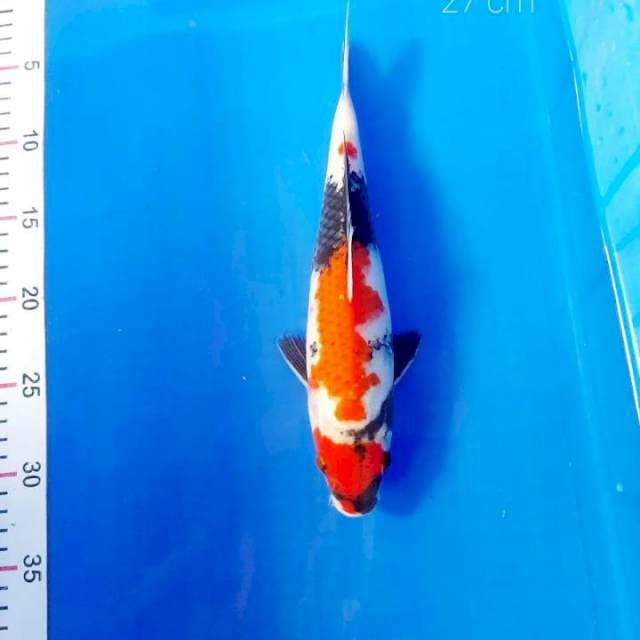 Special showa 27 cm