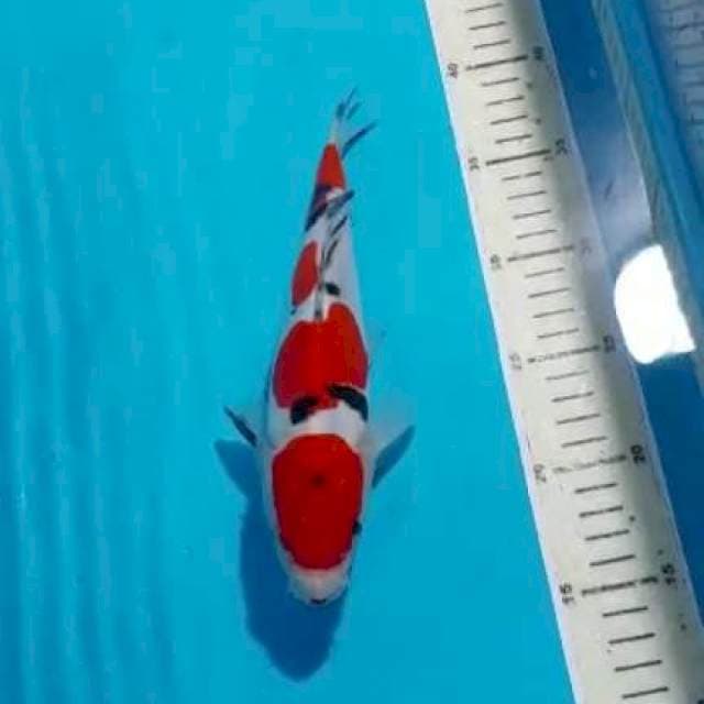 Sanke 24 cm