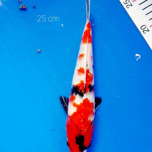 Showa 25 cm