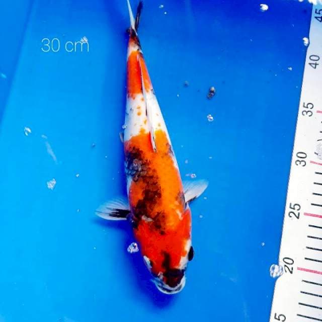 Showa 30 cm