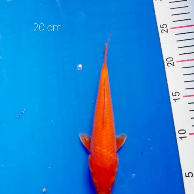 Benighoi 20 cm