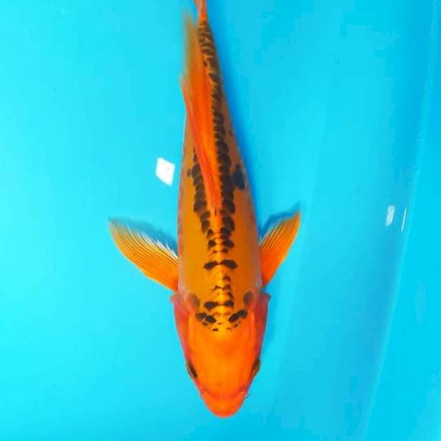 Orenji ogon doit slayer 30 cm