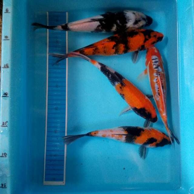 Mix koi josss
