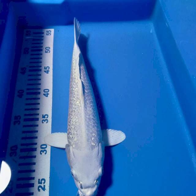 Platinum gindrin fm32cm