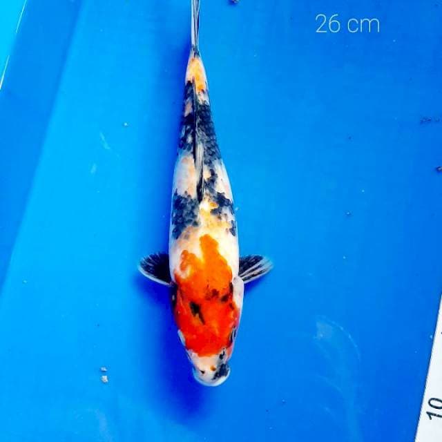 Showa 26 cm