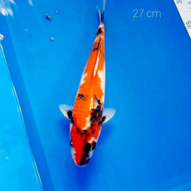 Showa 27 cm