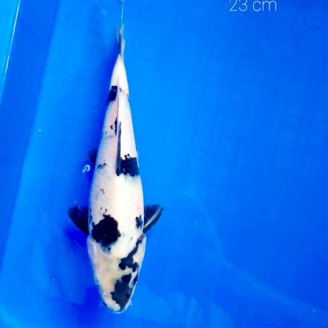 Shiro 23 cm