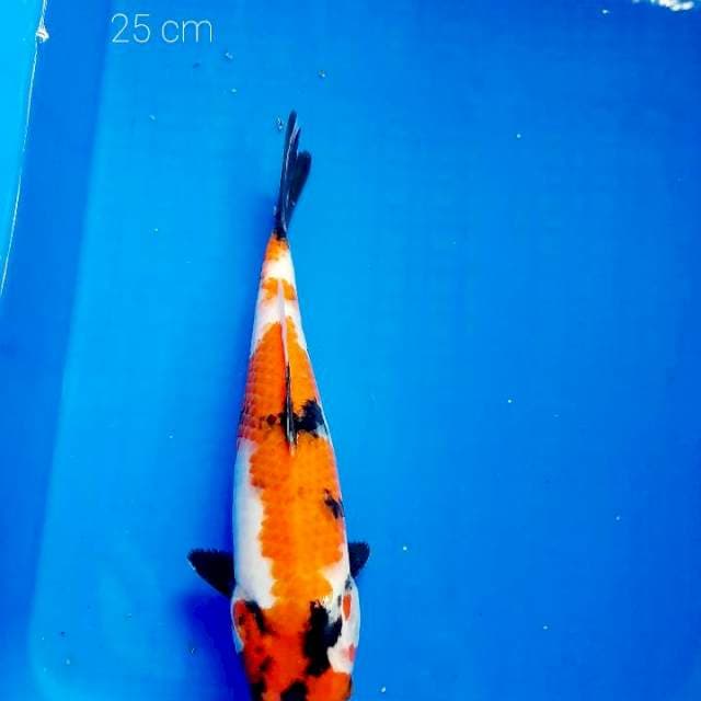 Showa 25 cm