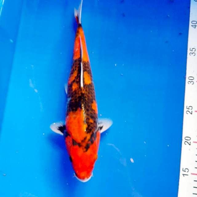Showa 29 cm