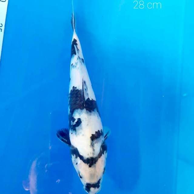Shiro 28 cm
