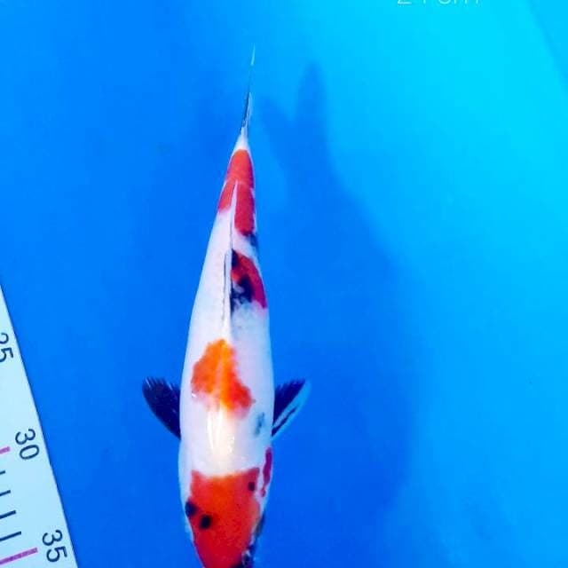 Showa 24 cm