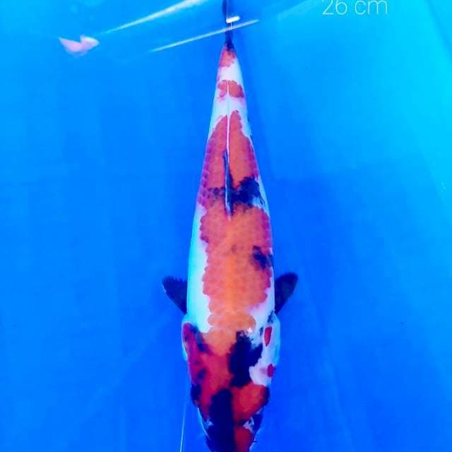 Showa 26 cm
