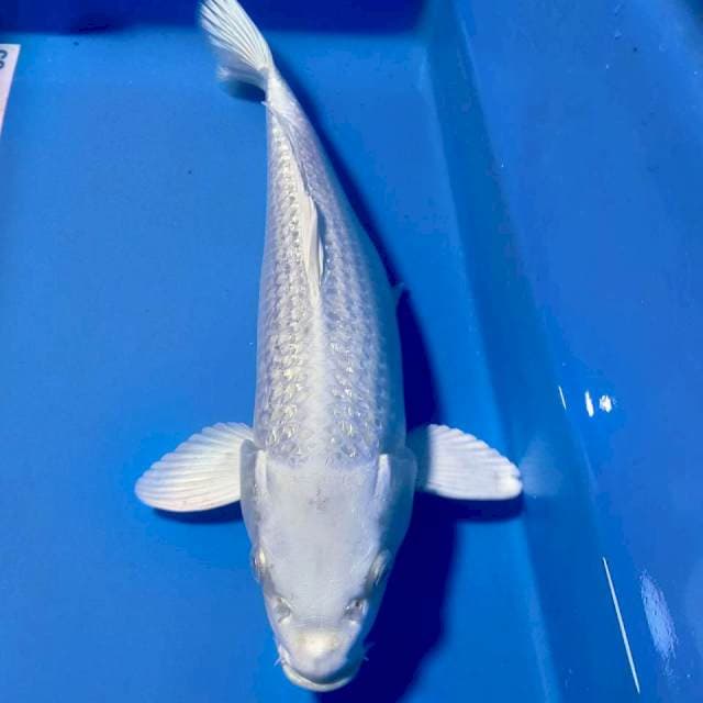 Platinum 33cm