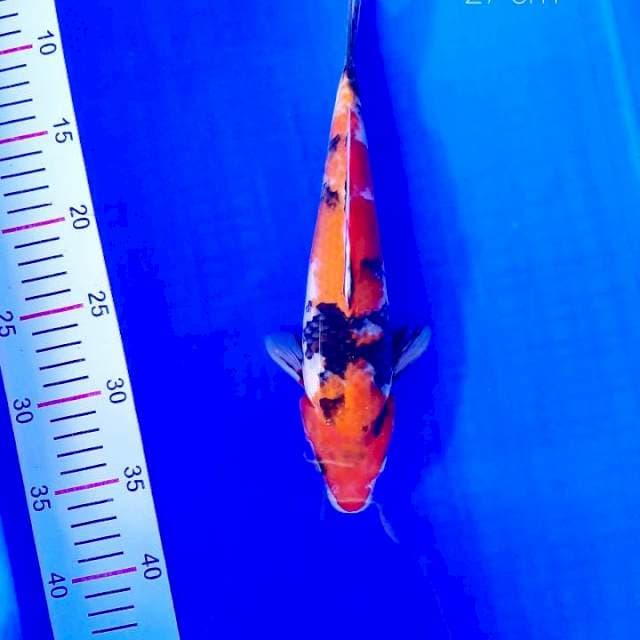 Showa 27 cm