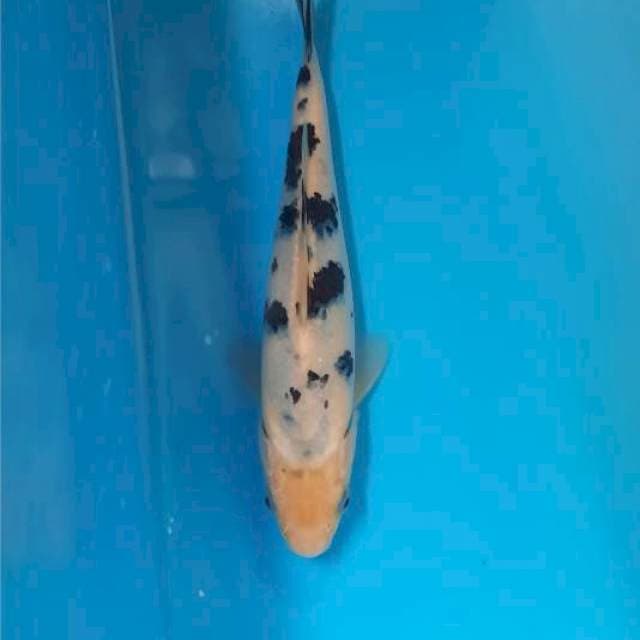 Bekko 18cm