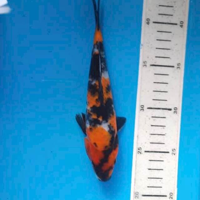 Showa 20cm