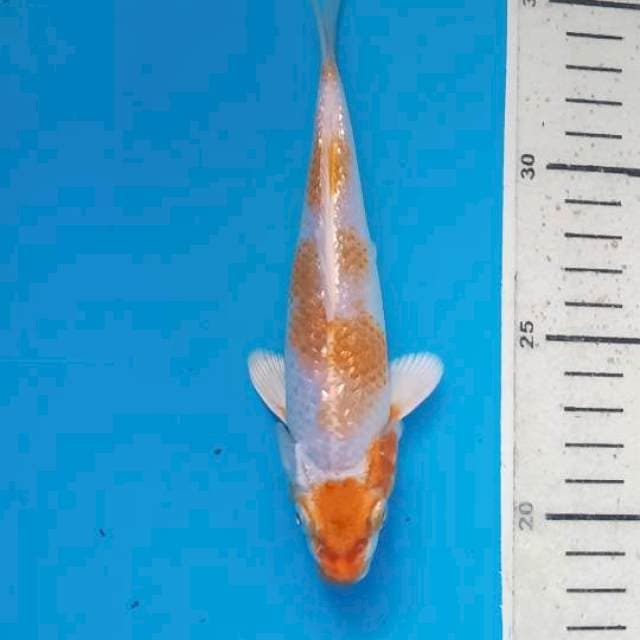 Maruten hariwake 16cm