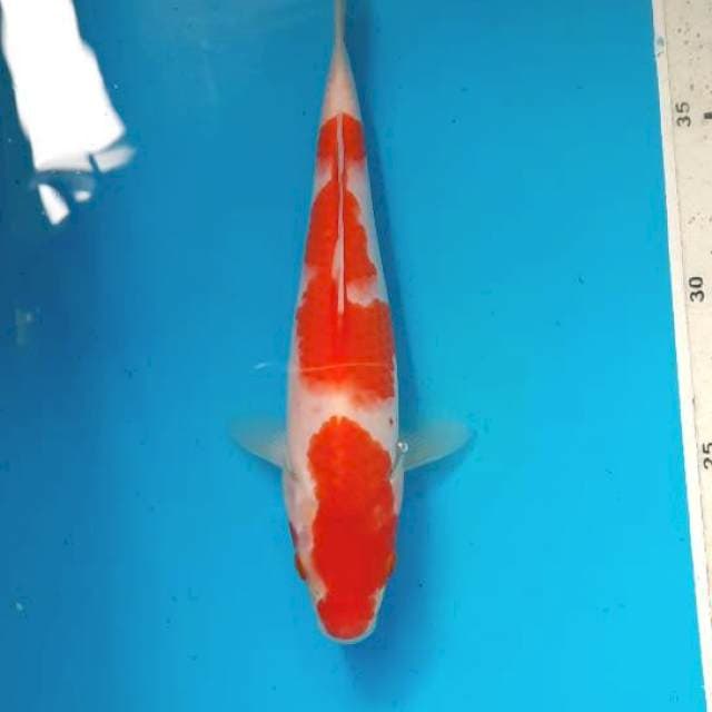 Kohaku 19cm