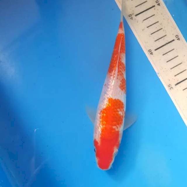 Kohaku gindrin 21cm