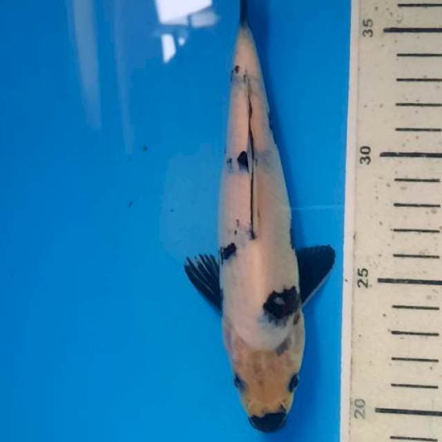 Shiro 19cm