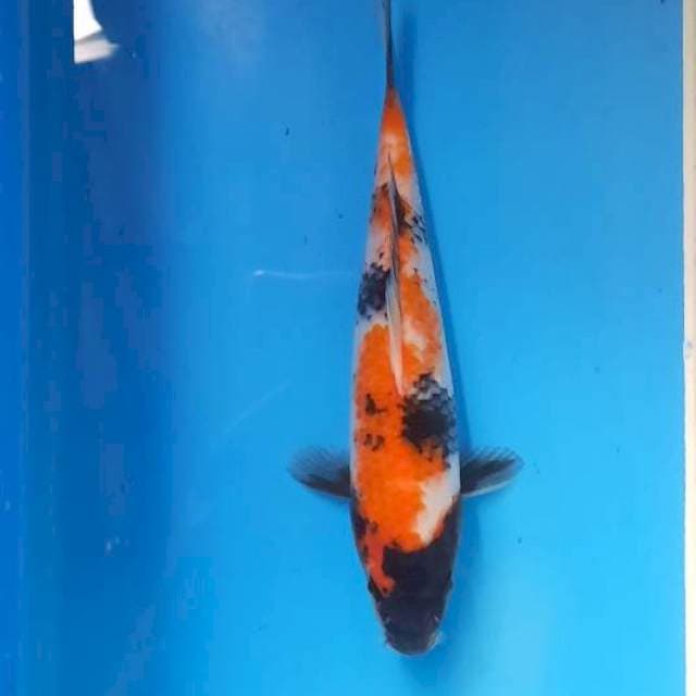 Showa 21cm