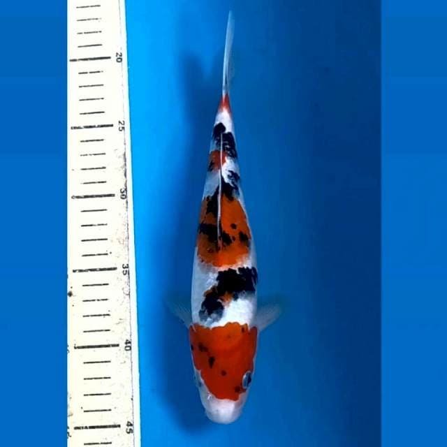 Sanke, 25 cm