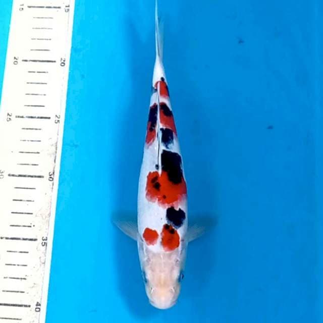 Sanke, 23 cm