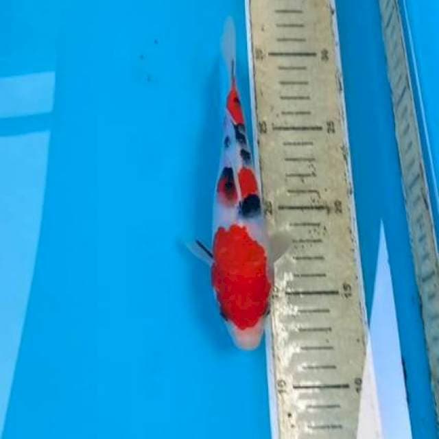 Sanke 17cm