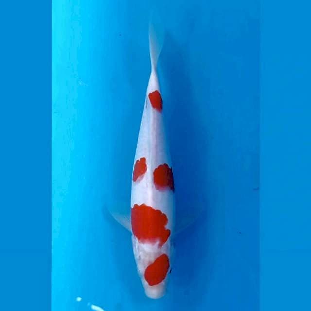 Kohaku, 22 cm