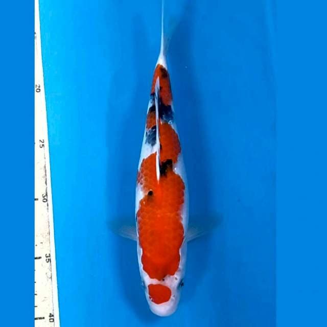 Sanke "inazuma", 26 cm