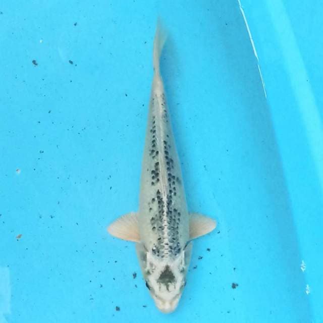 Matsuba 22cm
