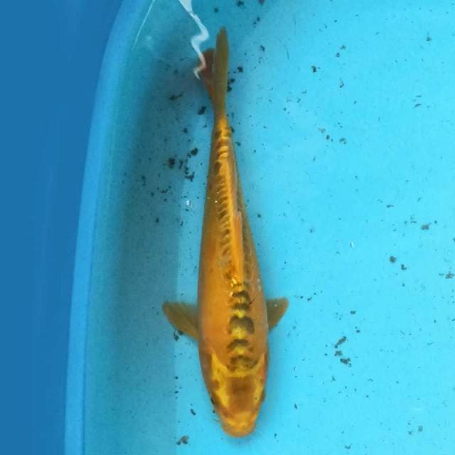Kiko 26cm
