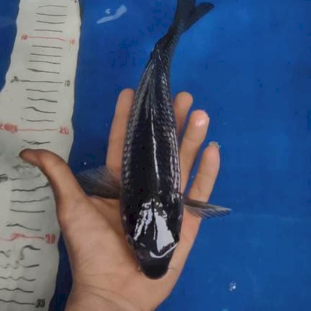 29cm Black Soragoi