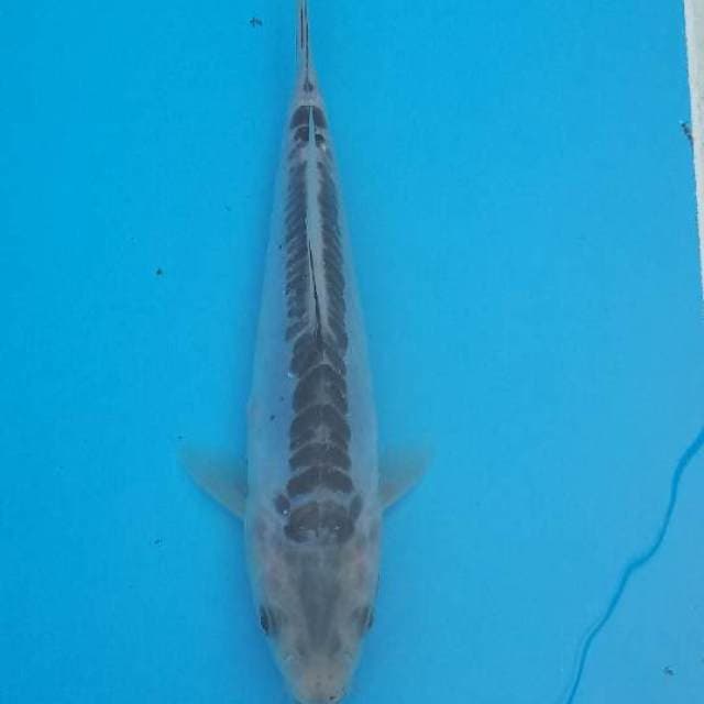 Shusui F1 Prima Koi