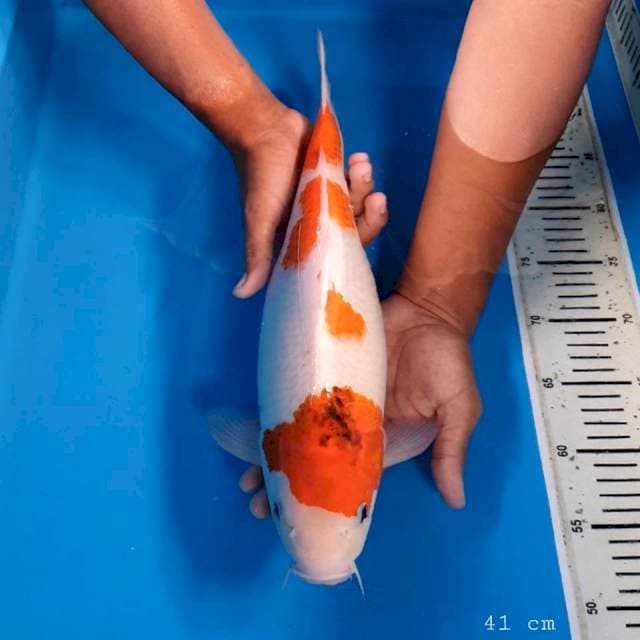 Showa tategoi 41 cm