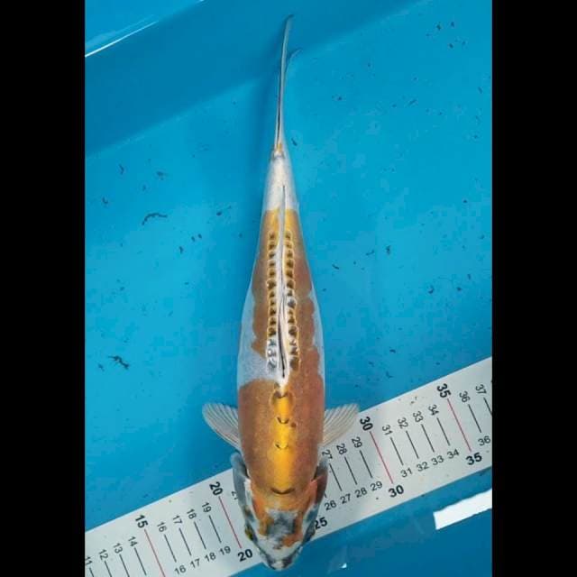 Kikokuryu 30cm