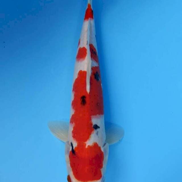 Sanke 41 cm