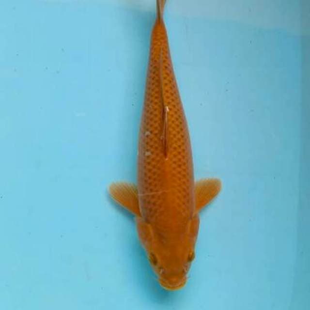 Tembaga 34 cm