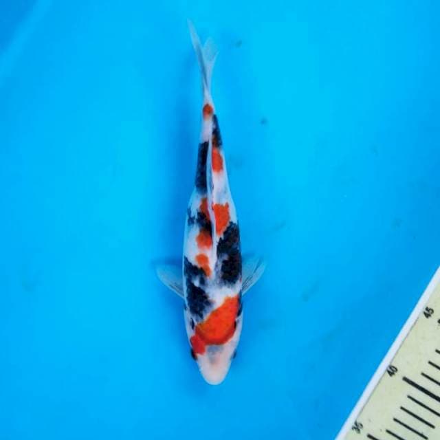Sansoku 27 cm